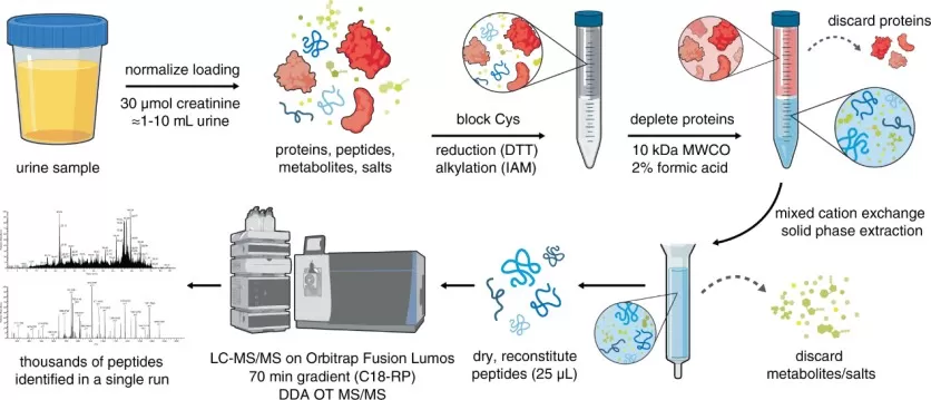 An efficient chemical extraction and LC–MS/MS workflow for urinary peptidomic analysis.